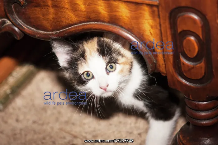 : Domestic Calico kitten peeking out under : Domestic Calico kitten peeking out under