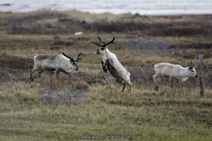 : Domestic Caribou Varanger Fjord Norway : Domestic Caribou Varanger Fjord Norway
