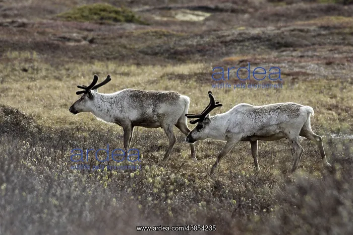 : Domestic Caribou Varanger Fjord Norway : Domestic Caribou Varanger Fjord Norway