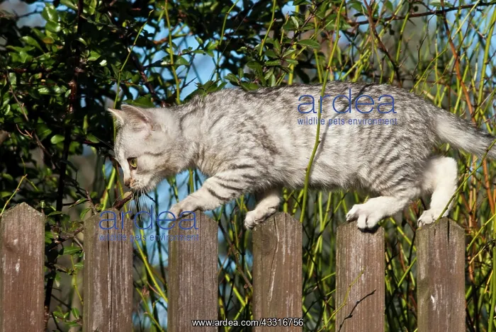 : Domestic cat, 14 weeks, balancing on a fence : Domestic cat, 14 weeks, balancing on a fence