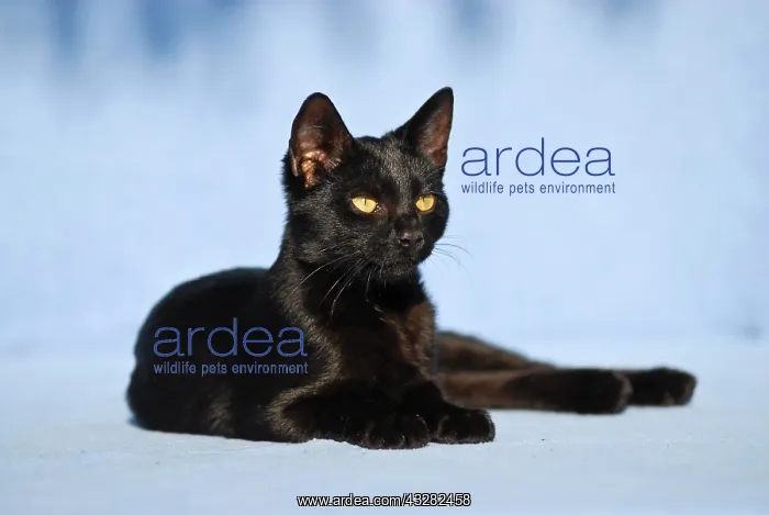 : Domestic cat, 14 weeks, lying : Domestic cat, 14 weeks, lying