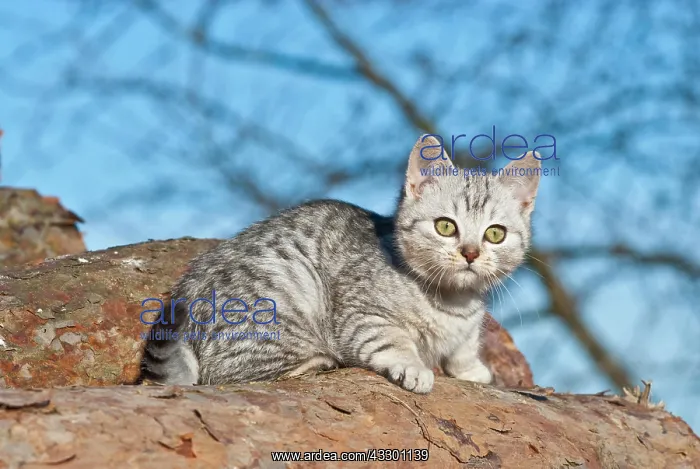 : Domestic cat, 14 weeks, lying : Domestic cat, 14 weeks, lying