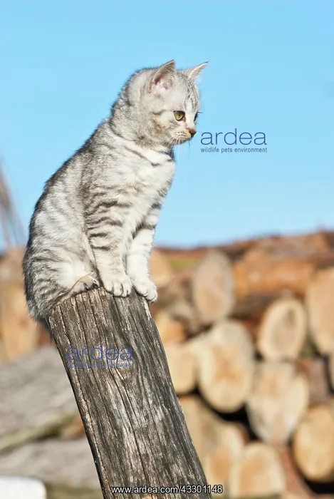 : Domestic cat, 14 weeks, sitting on pole : Domestic cat, 14 weeks, sitting on pole
