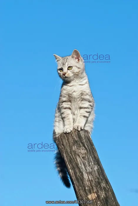 : Domestic cat, 14 weeks, sitting on pole : Domestic cat, 14 weeks, sitting on pole
