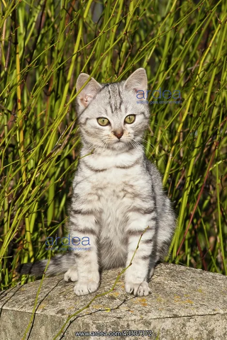 : Domestic cat, 14 weeks, sitting on a stone : Domestic cat, 14 weeks, sitting on a stone