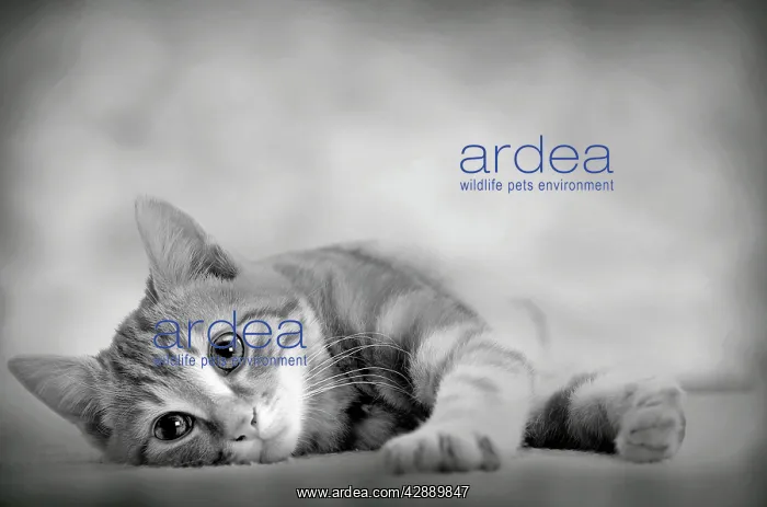  : Domestic Cat
