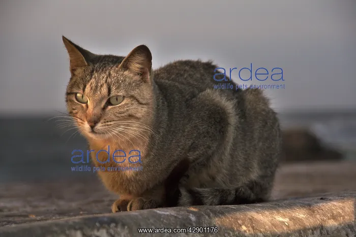  : Domestic cat