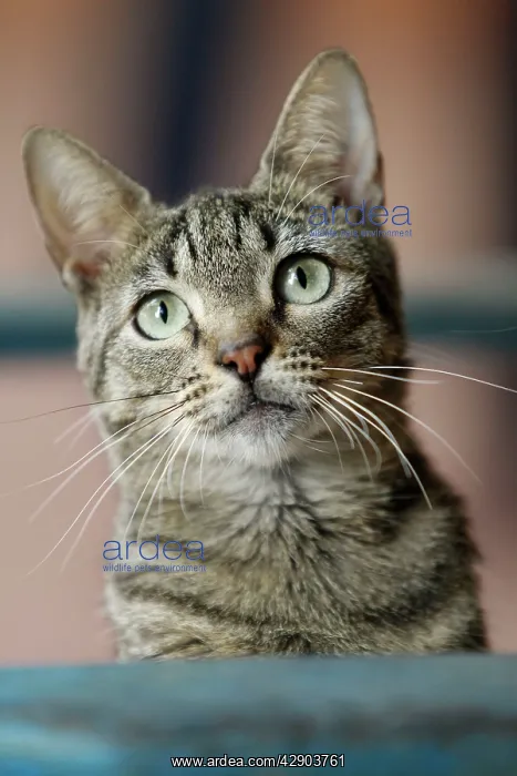  : Domestic Cat