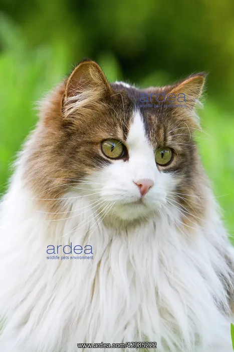  : Domestic Cat