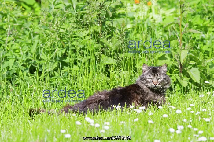  : Domestic cat