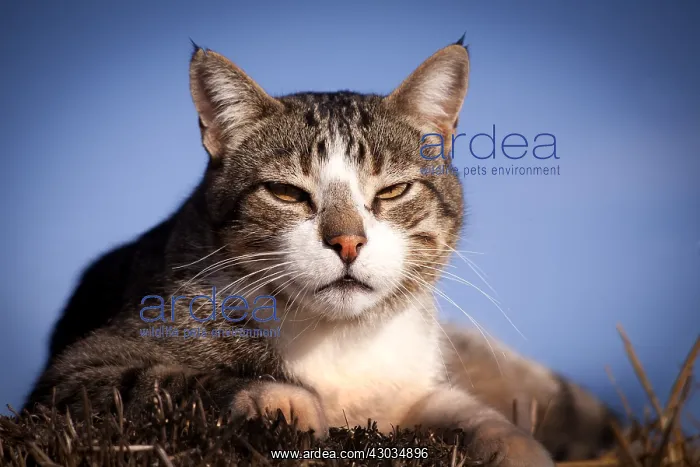  : Domestic cat