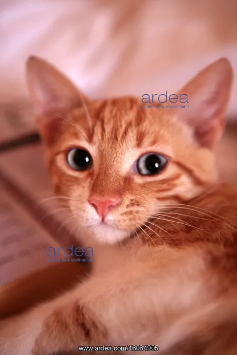  : Domestic cat