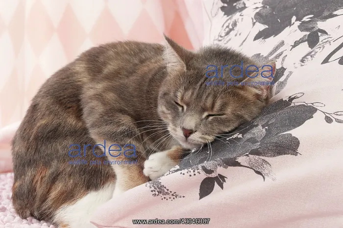  : Domestic Cat