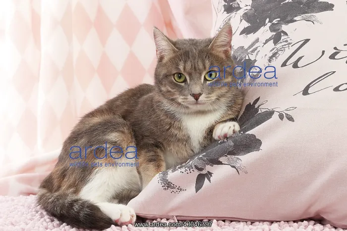  : Domestic Cat