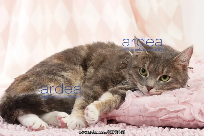  : Domestic Cat