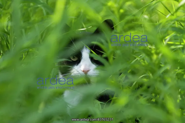 : Domestic Cat : Domestic Cat