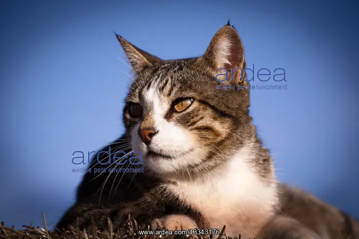  : domestic, cat