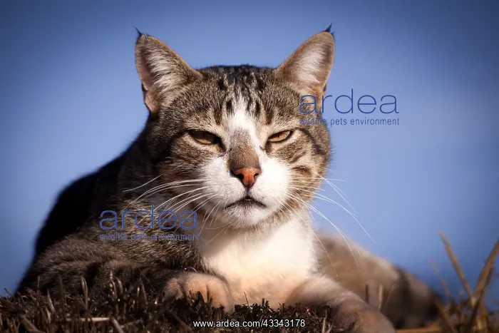 : domestic, cat