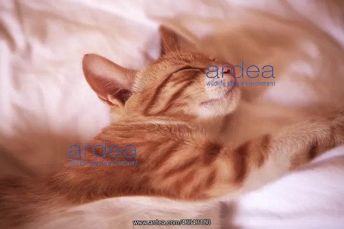  : domestic, cat