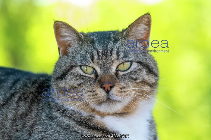: DOMESTIC CAT : DOMESTIC CAT