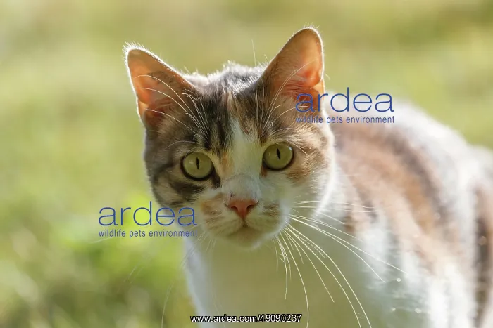 : DOMESTIC CAT : DOMESTIC CAT