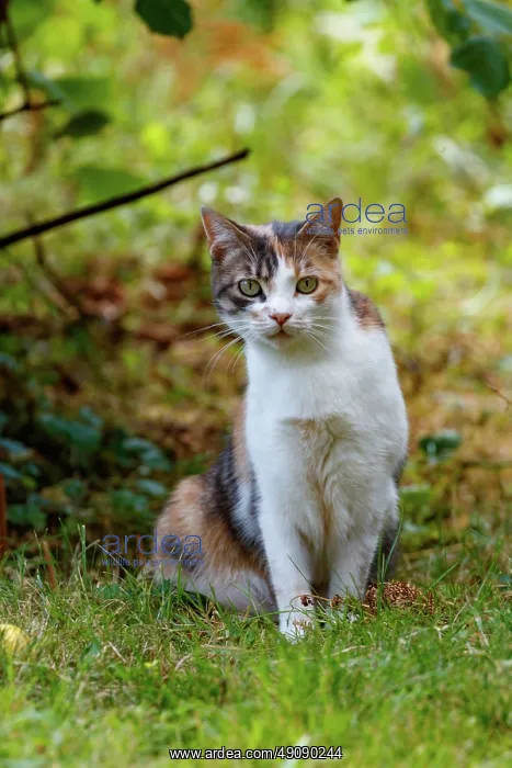 : DOMESTIC CAT : DOMESTIC CAT
