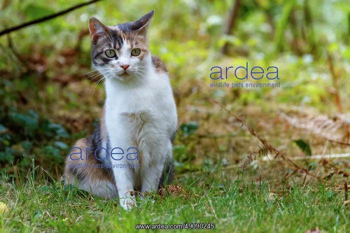 : DOMESTIC CAT : DOMESTIC CAT