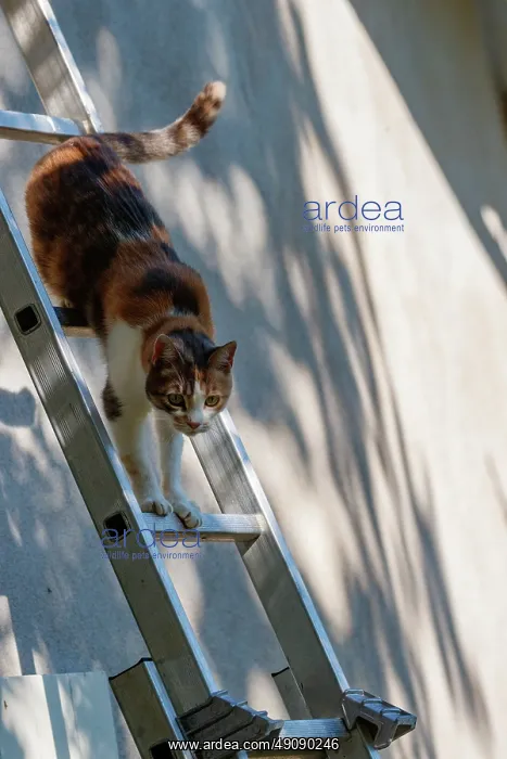 : DOMESTIC CAT : DOMESTIC CAT