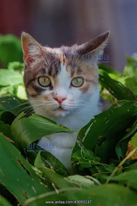 : DOMESTIC CAT : DOMESTIC CAT