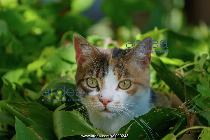 : DOMESTIC CAT : DOMESTIC CAT