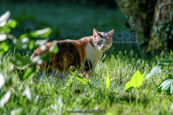 : DOMESTIC CAT : DOMESTIC CAT
