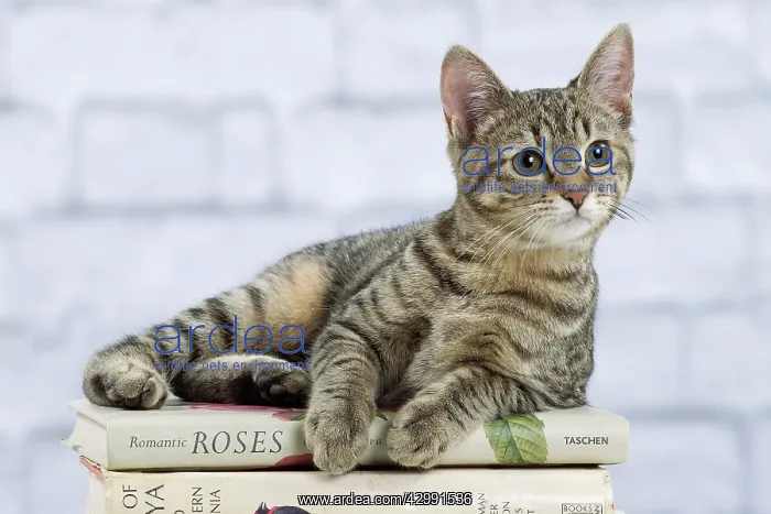 : Domestic Cat - 6 month old kitten lying down on : Domestic Cat - 6 month old kitten lying down on