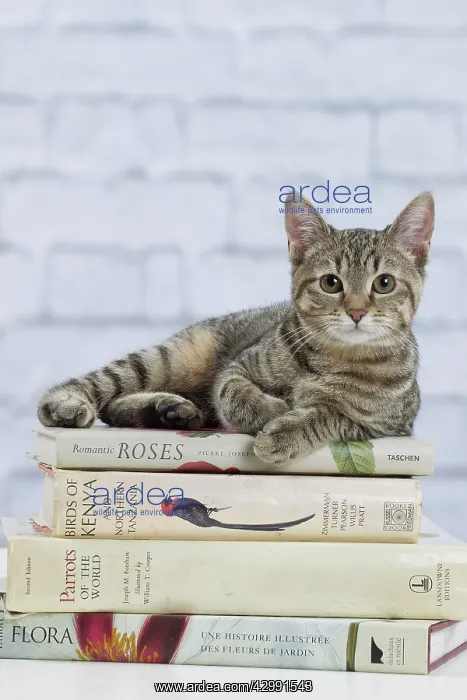  : Domestic Cat - 6 month old kitten lying down on