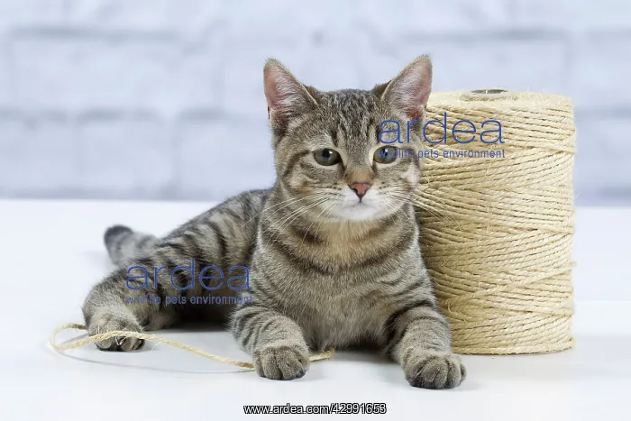 : Domestic Cat - 6 month old kitten playing with : Domestic Cat - 6 month old kitten playing with