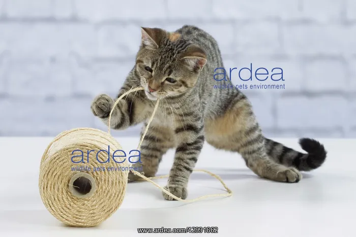 : Domestic Cat - 6 month old kitten playing with : Domestic Cat - 6 month old kitten playing with