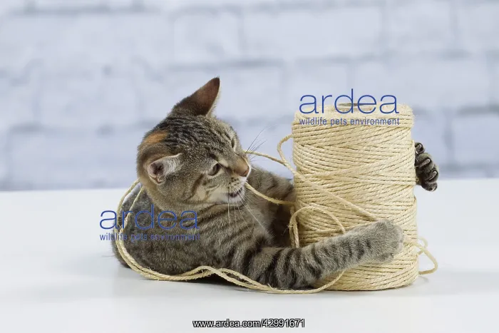 : Domestic Cat - 6 month old kitten playing with : Domestic Cat - 6 month old kitten playing with