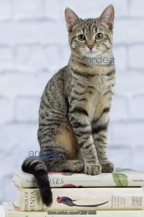 : Domestic Cat - 6 month old kitten sitting on stack of books : Domestic Cat - 6 month old kitten sitting on stack of books