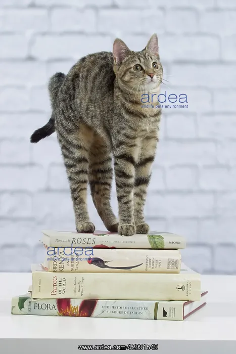 : Domestic Cat - 6 month old kitten standing on stack of books : Domestic Cat - 6 month old kitten standing on stack of books