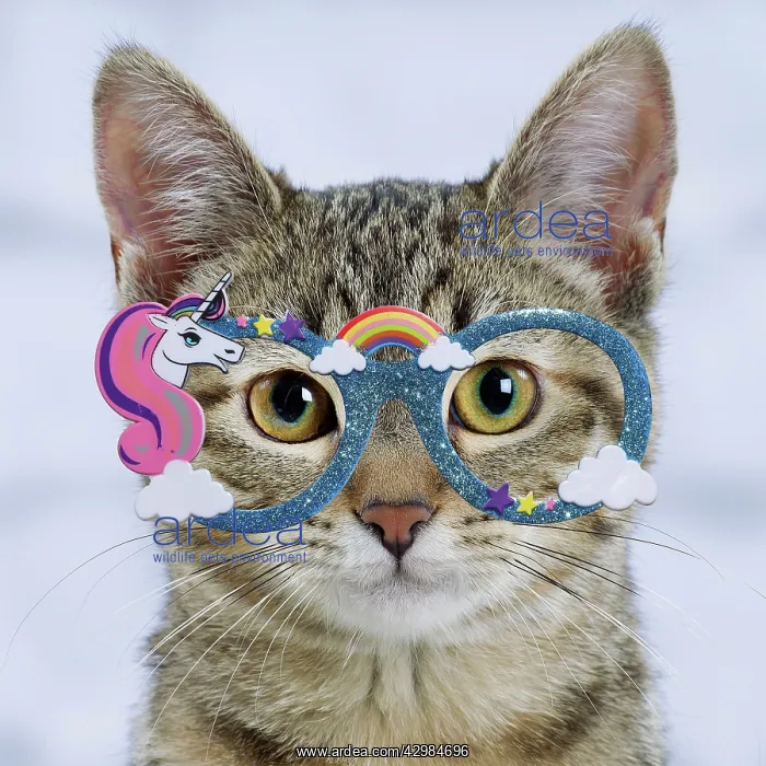  : Domestic Cat - 6 month old kitten wearing unicorn glasses