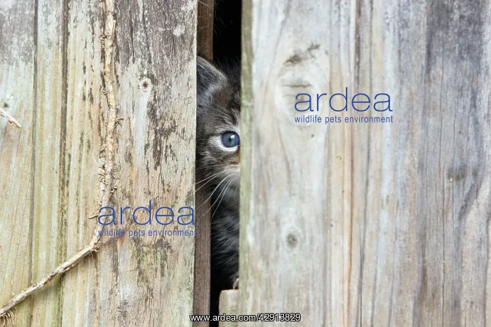 : Domestic Cat - baby kitten peering through garden shed door : Domestic Cat - baby kitten peering through garden shed door
