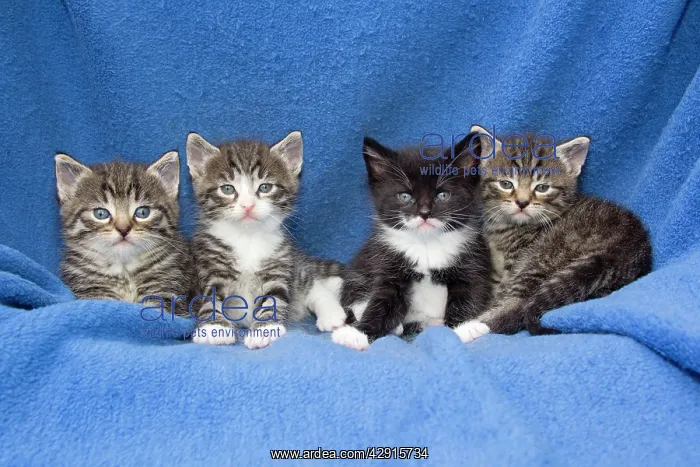 : Domestic Cat - four baby kittens sitting on blanket : Domestic Cat - four baby kittens sitting on blanket