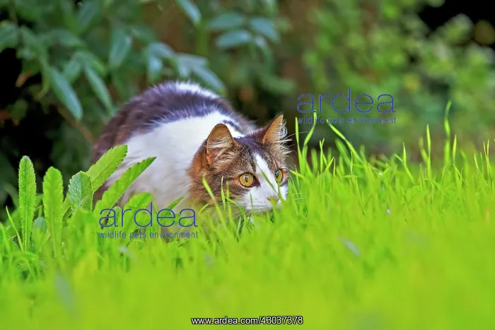 : Domestic Cat Bas Rhin France : Domestic Cat Bas Rhin France