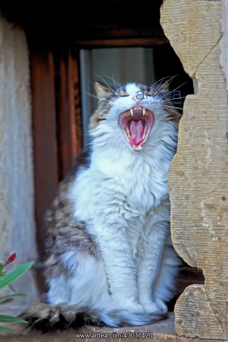 : Domestic Cat Bas Rhin France : Domestic Cat Bas Rhin France