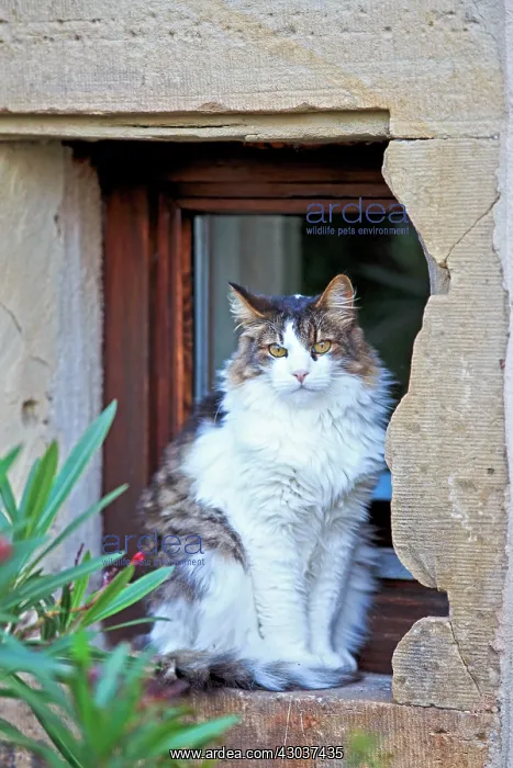 : Domestic Cat Bas Rhin France : Domestic Cat Bas Rhin France