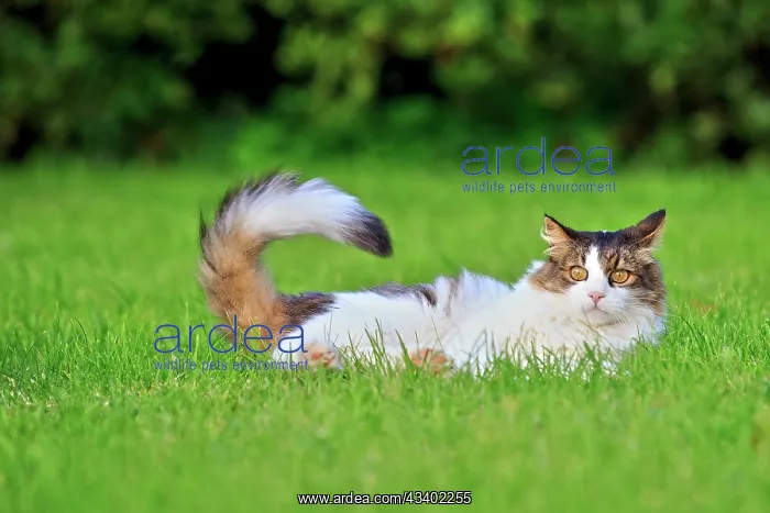 : Domestic Cat Bas Rhin France : Domestic Cat Bas Rhin France