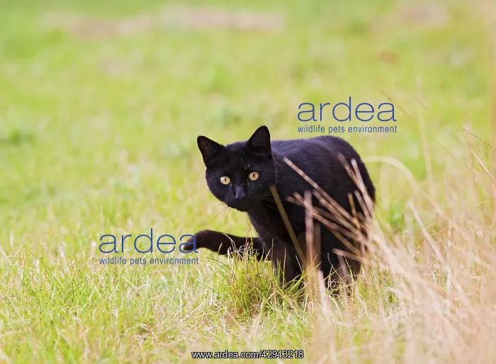  : Domestic cat - black feral cat - hunting