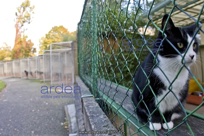 : Domestic cat in a cage at the APS : Domestic cat in a cage at the APS