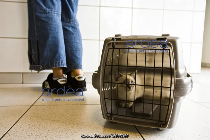 : Domestic cat in its cage and transport its owner : Domestic cat in its cage and transport its owner