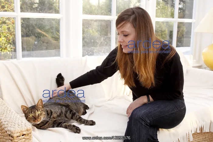 : Domestic cat being caressed by her mistress : Domestic cat being caressed by her mistress