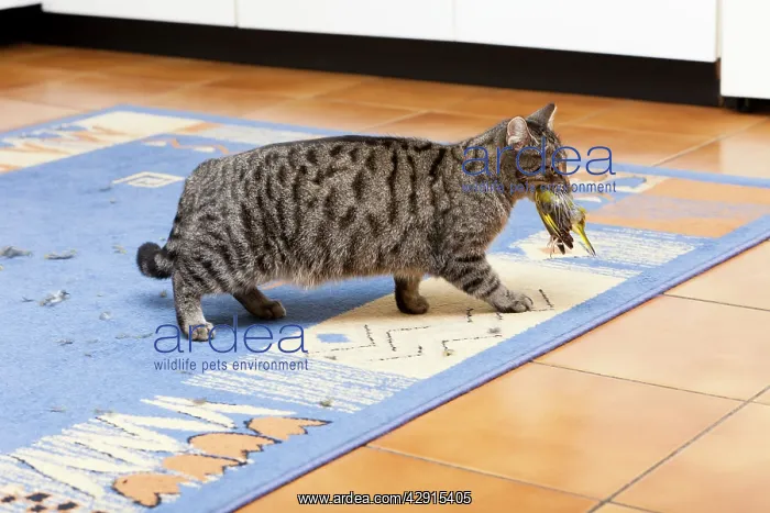 : Domestic Cat - with caught Greenfinch - (Carduelis : Domestic Cat - with caught Greenfinch - (Carduelis
